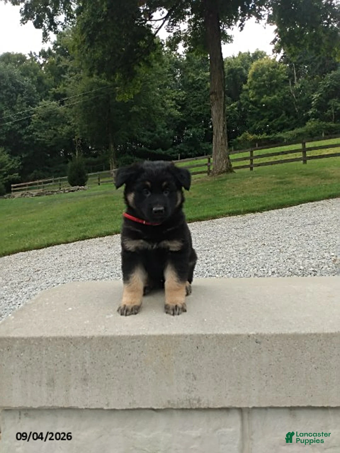 German Shepherd dogs for sale: Denver - Ad 1