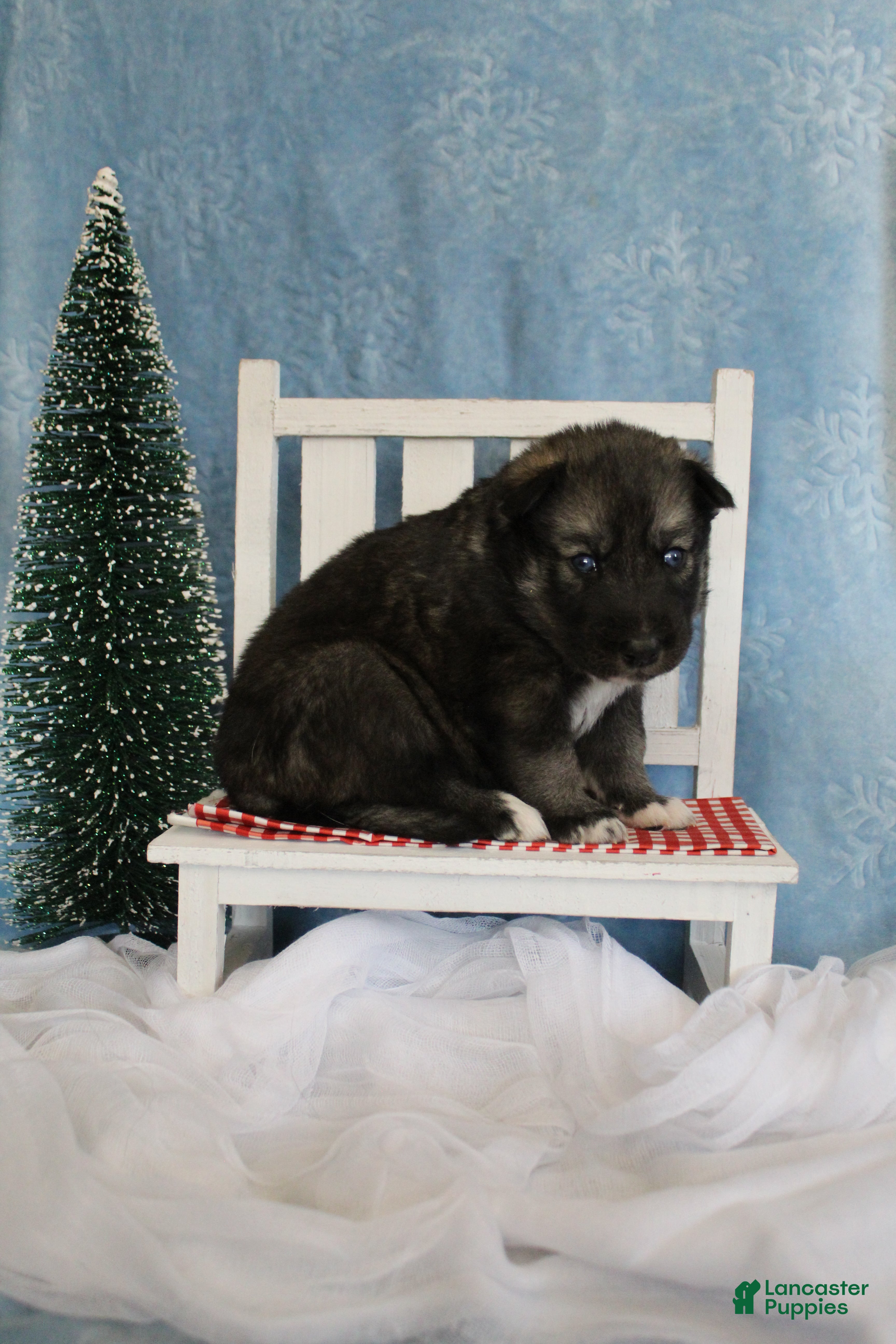 Gerberian Shepsky dogs 6 Red - Ad 8