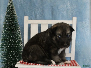 Gerberian Shepsky dogs 6 Red - Ad 8