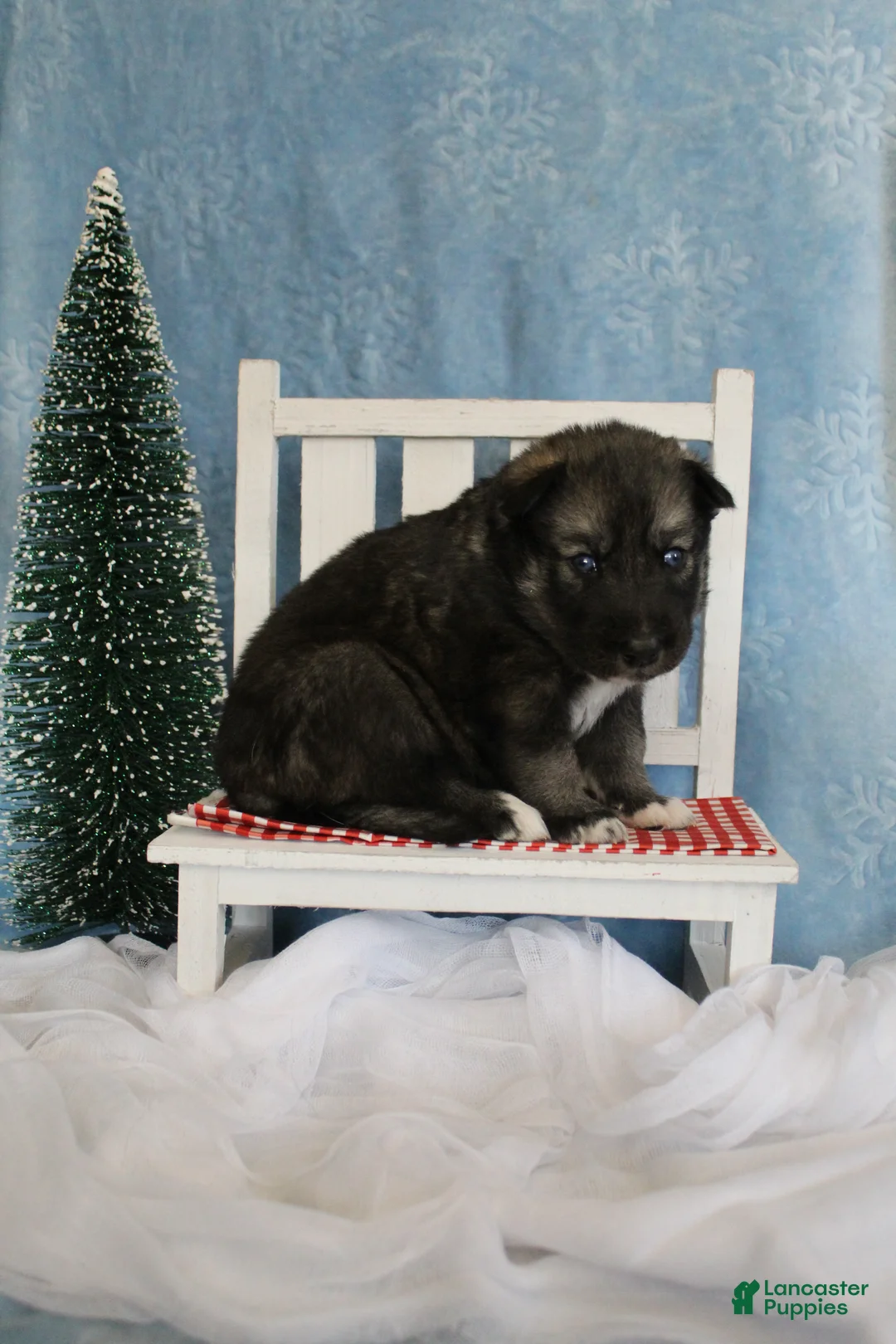 Gerberian Shepsky dogs for sale: 6 Red - Ad 6