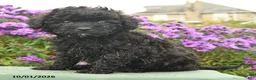 Cavapoo dogs for sale: Hudson - Ad 4