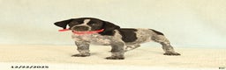 German Shorthaired Pointer dogs for sale: Tami - Ad 3