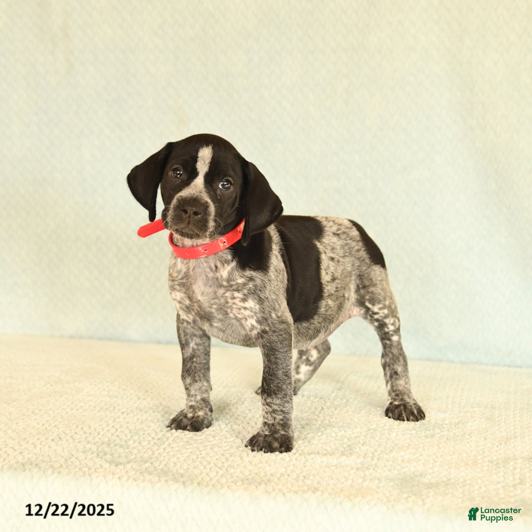 German Shorthaired Pointer dogs for sale: Tami - Ad 3