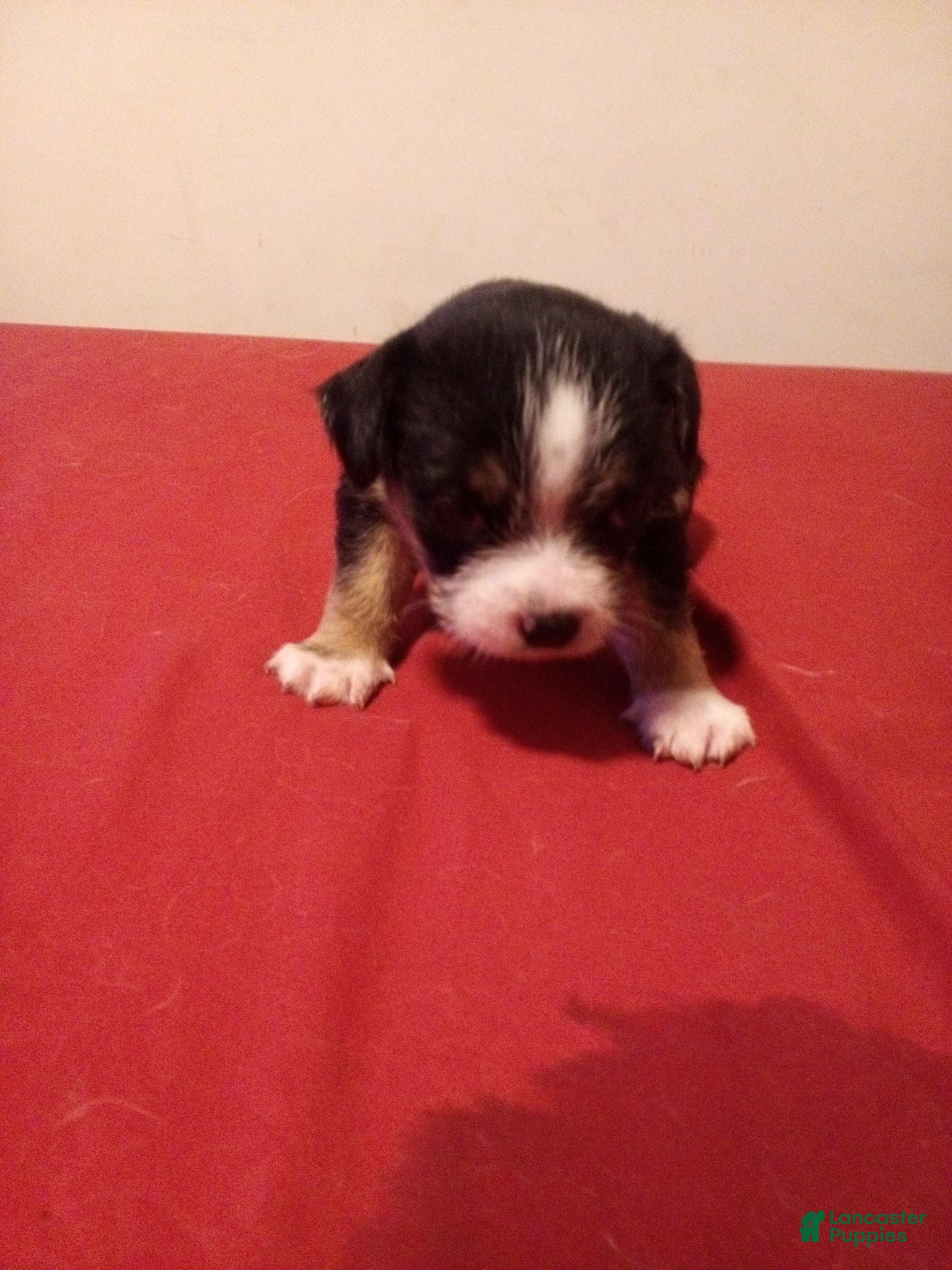 Mixed Breed dogs Mixed Breed 4 - Ad 16