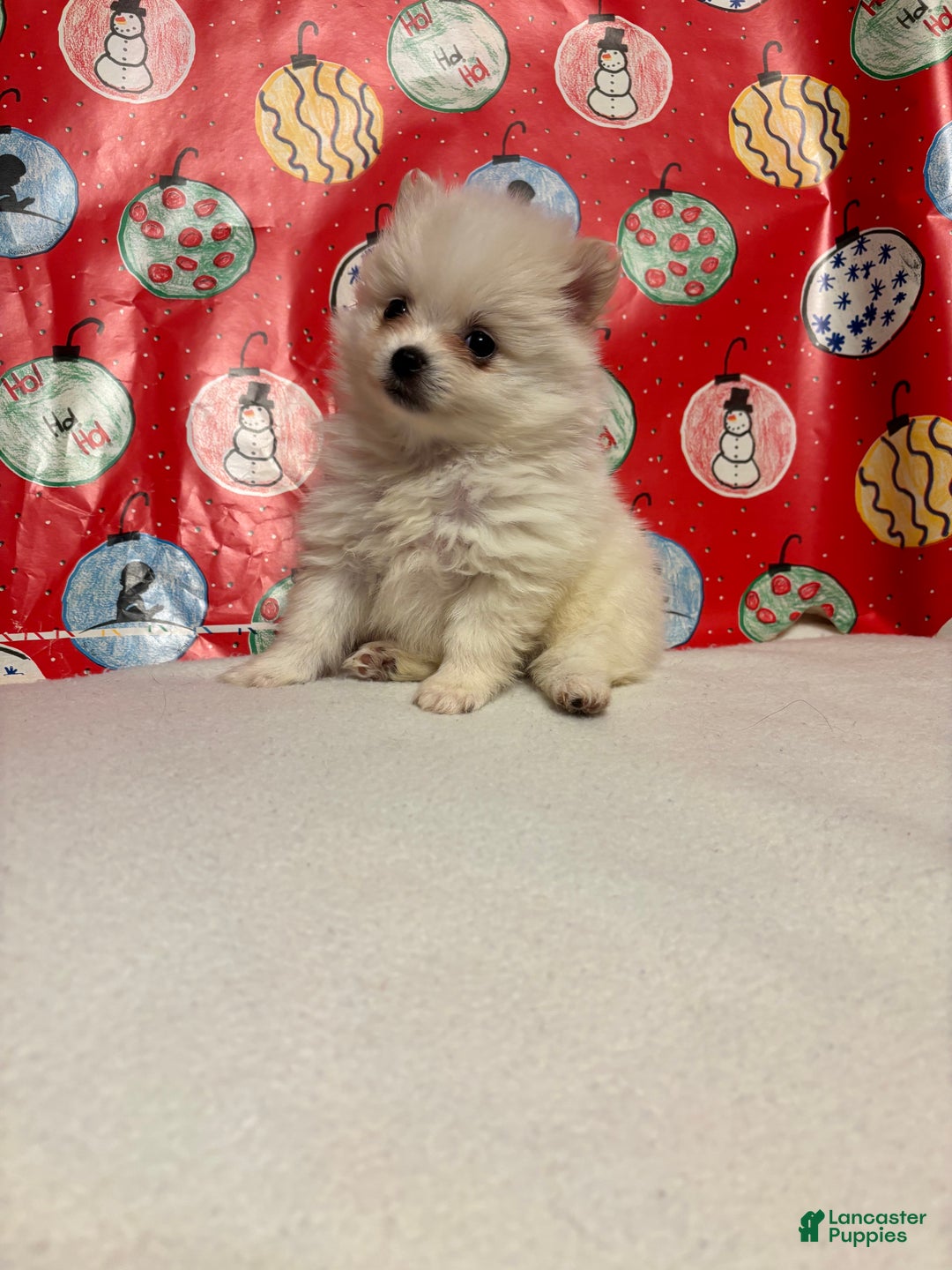 Pomeranian dogs for sale: Pomeranian Puppy 3 - Ad 2