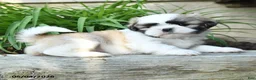 Shih Tzu dogs for sale: Hansel - Ad 2