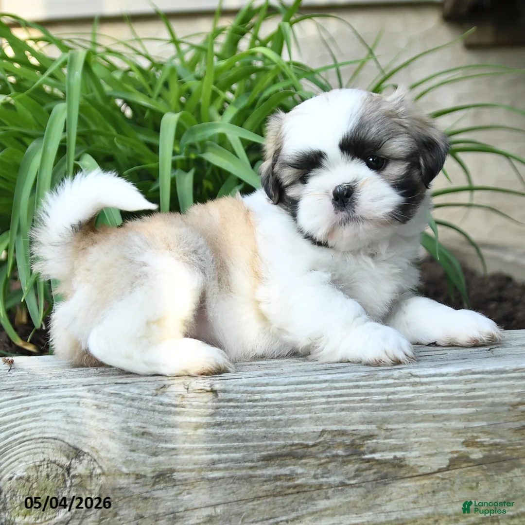 Shih Tzu dogs for sale: Hansel - Ad 2