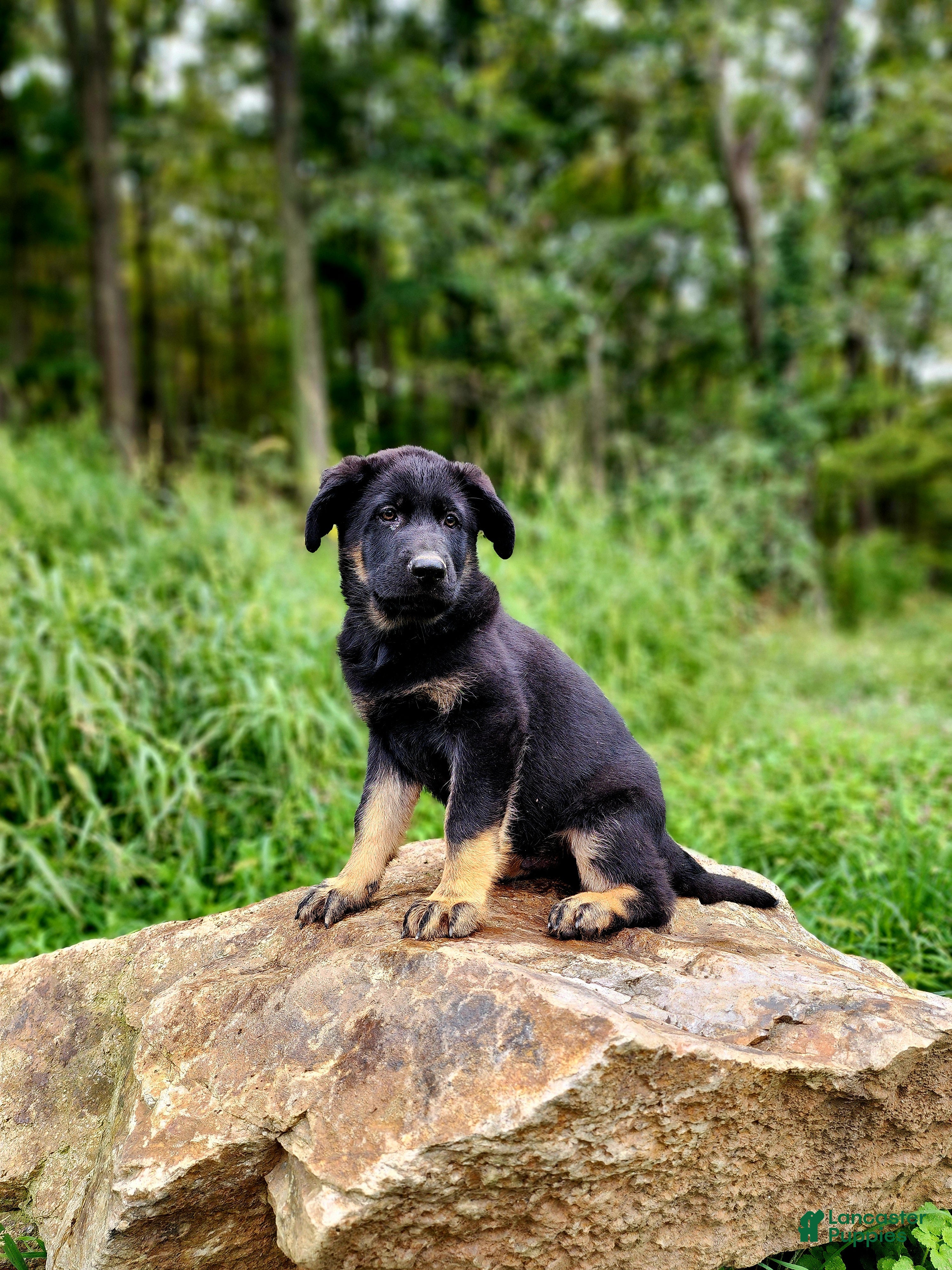 German Shepherd dogs  Tar - Ad 1