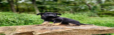  Tar