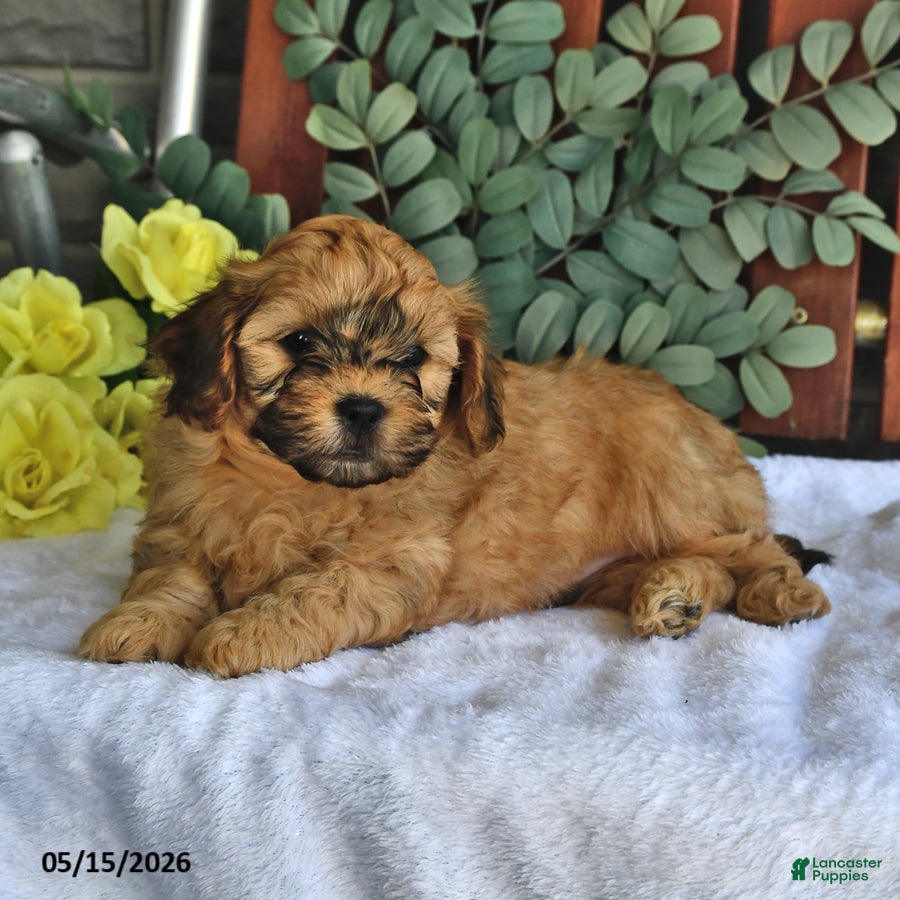 Shihpoo dogs Chase - Ad 1