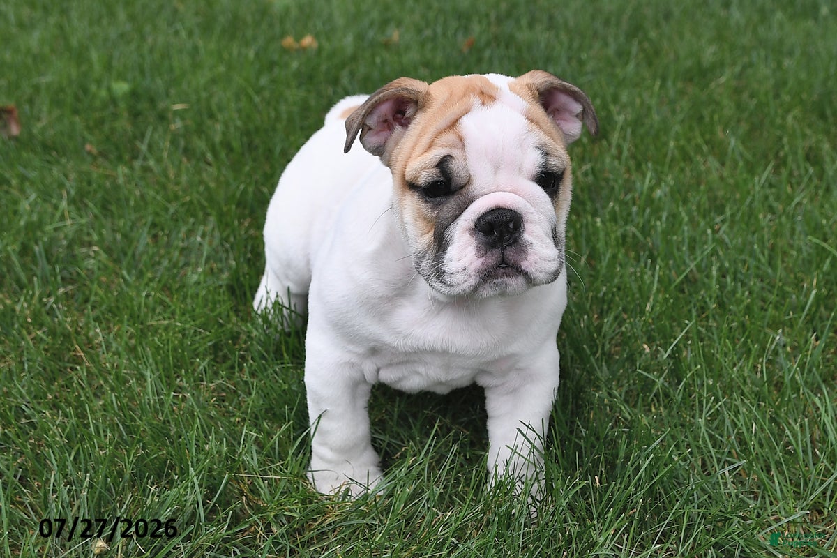 English Bulldog dogs Amber - Ad 1