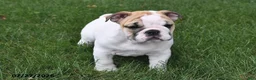 English Bulldog dogs for sale: Amber - Ad 1