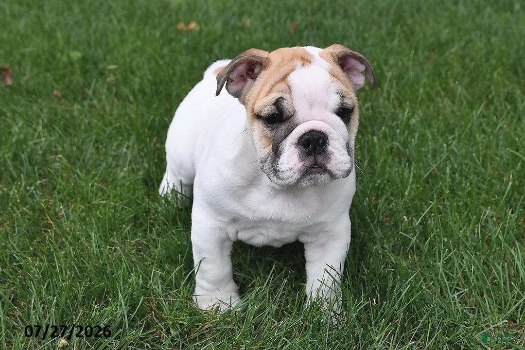 English Bulldog dogs for sale: Amber - Ad 1