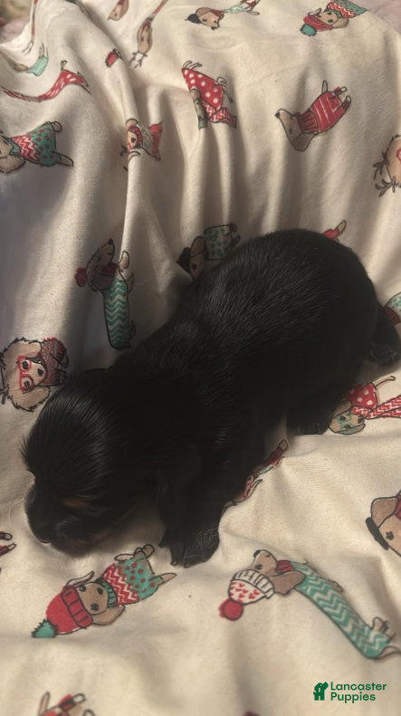 Dachshund dogs Fritz-Long Hair - Ad 2