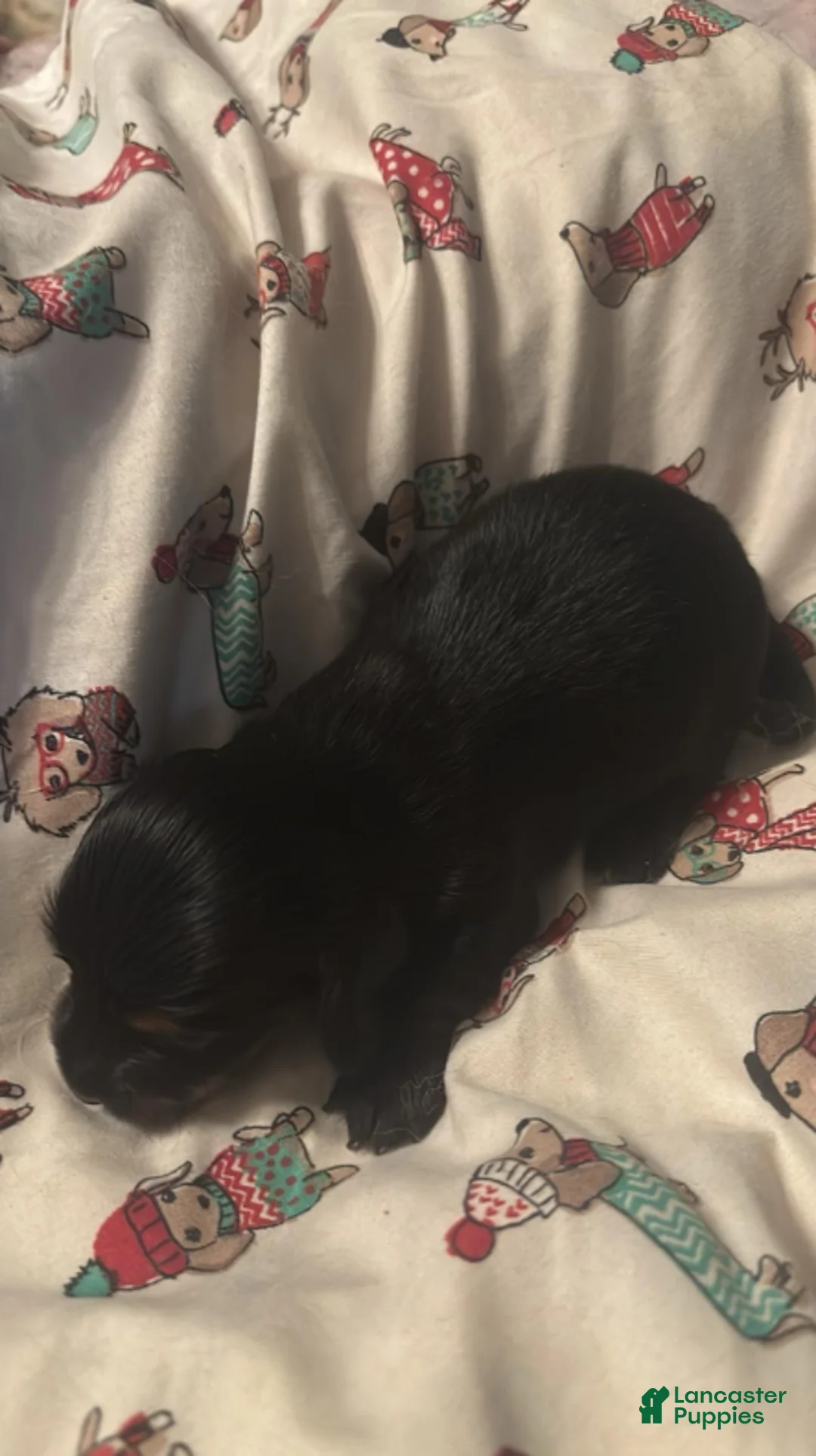 Dachshund dogs for sale: Fritz-Long Hair - Ad 2