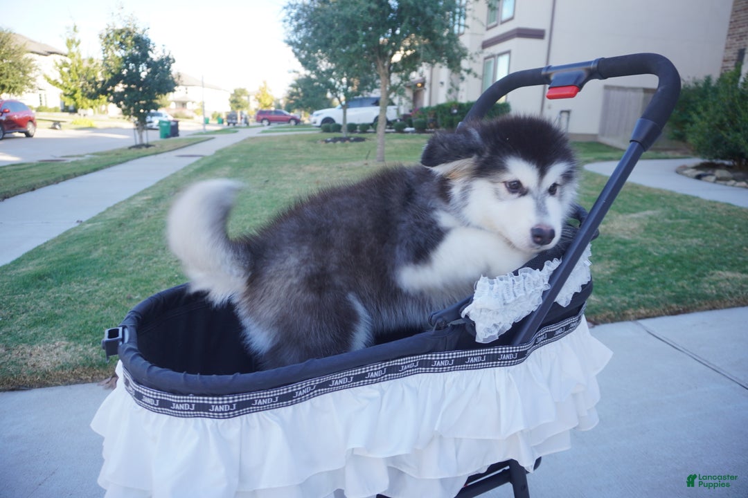 Alaskan Malamute dogs for sale: Xiao Hong - Ad 19
