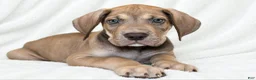 Great Dane dogs for sale: Takara  - Ad 5