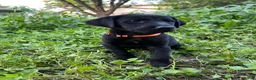 Mixed Breed dogs for sale: Orange - Ad 3