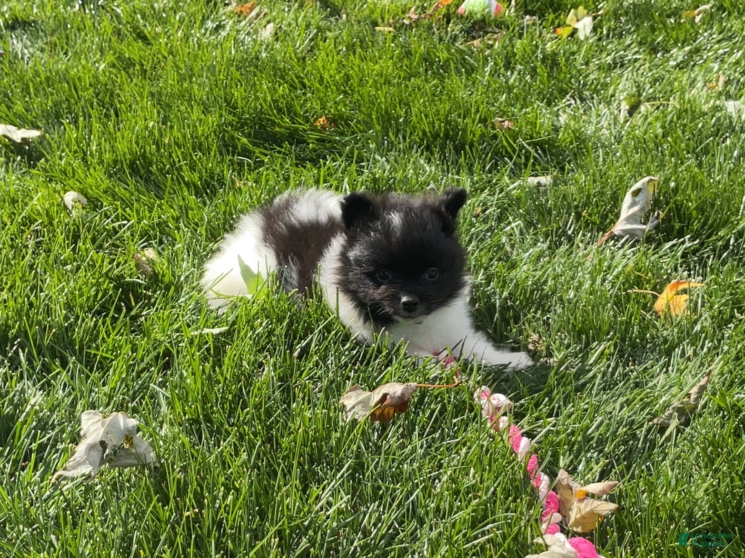Pomeranian dogs for sale: Riley  - Ad 4