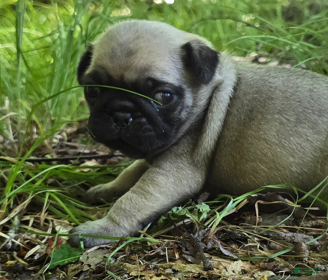 Pug dogs Chad - Ad 1