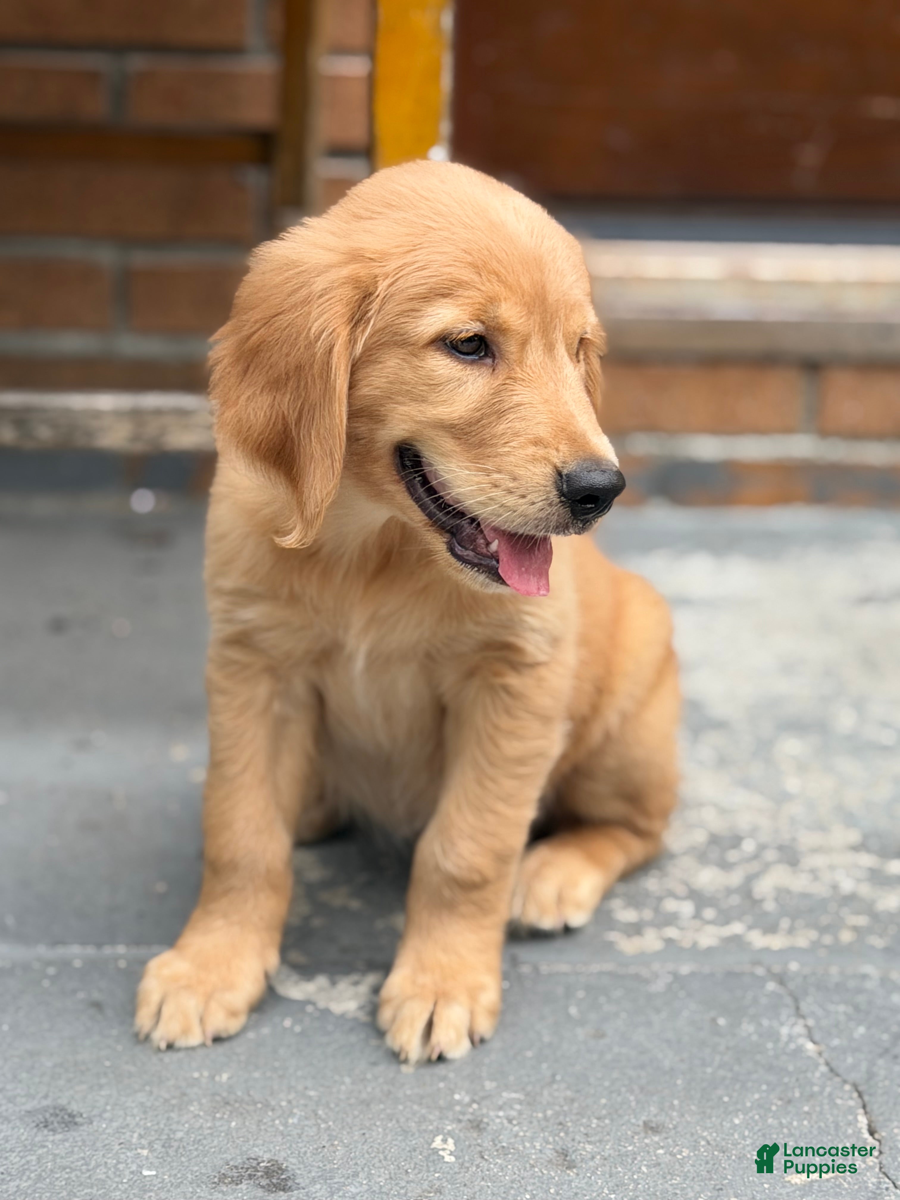 Golden Retriever dogs Golden Retriever 1 - Ad 1
