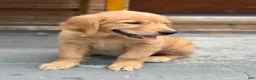 Golden Retriever dogs for sale: Golden Retriever 1 - Ad 1
