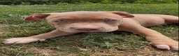 American Bully dogs for sale: Kush - Ad 5