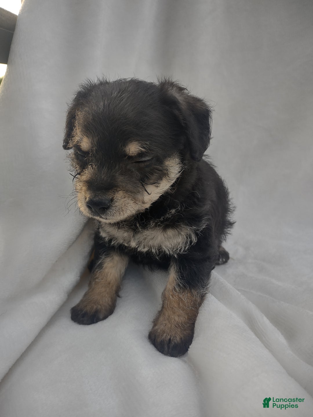 Chipoo dogs for sale: Jordin - Ad 5