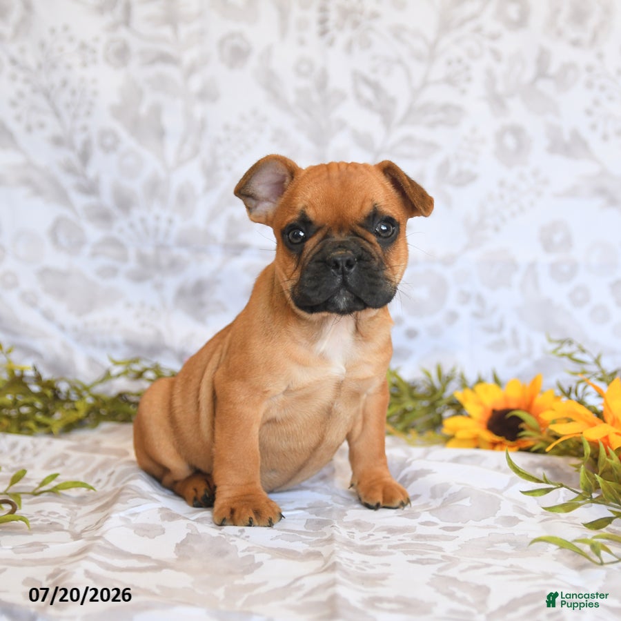 Frenchton dogs Dawston - Ad 2