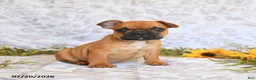 Frenchton dogs for sale: Dawston - Ad 2