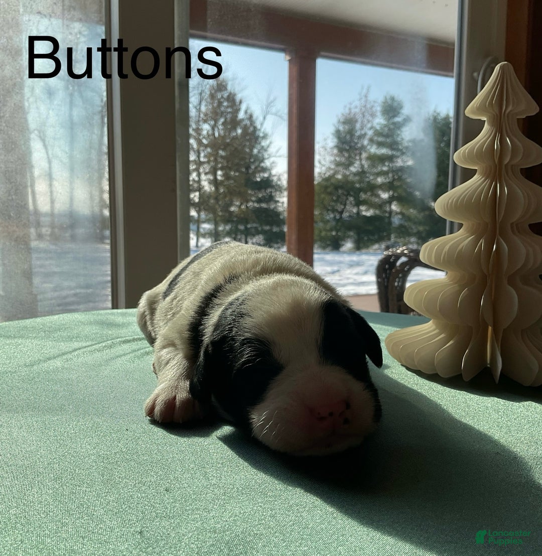 Mixed Breed dogs for sale: Buttons - Ad 2