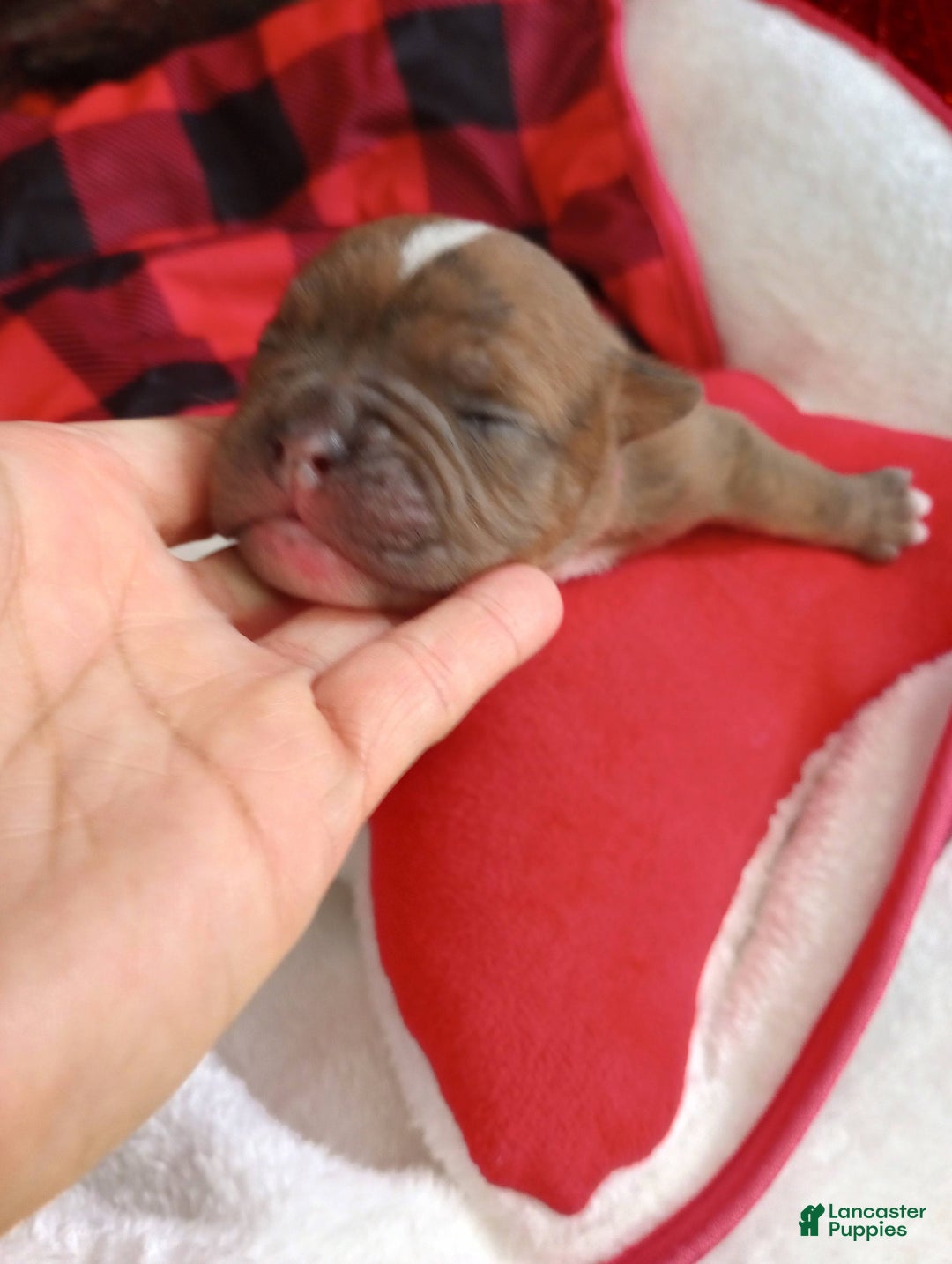 Olde English Bulldogge dogs for sale: Olde English Bulldogge Puppy 5 - Ad 1