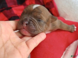 Olde English Bulldogge dogs Olde English Bulldogge Puppy 5 - Ad 8