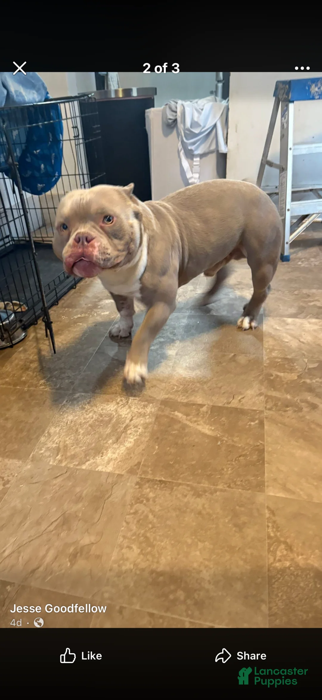 American Bully dogs for sale: American Bully Puppy 1 - Ad 2