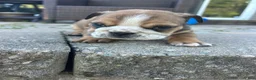 English Bulldog dogs for sale: Sophia - Ad 2
