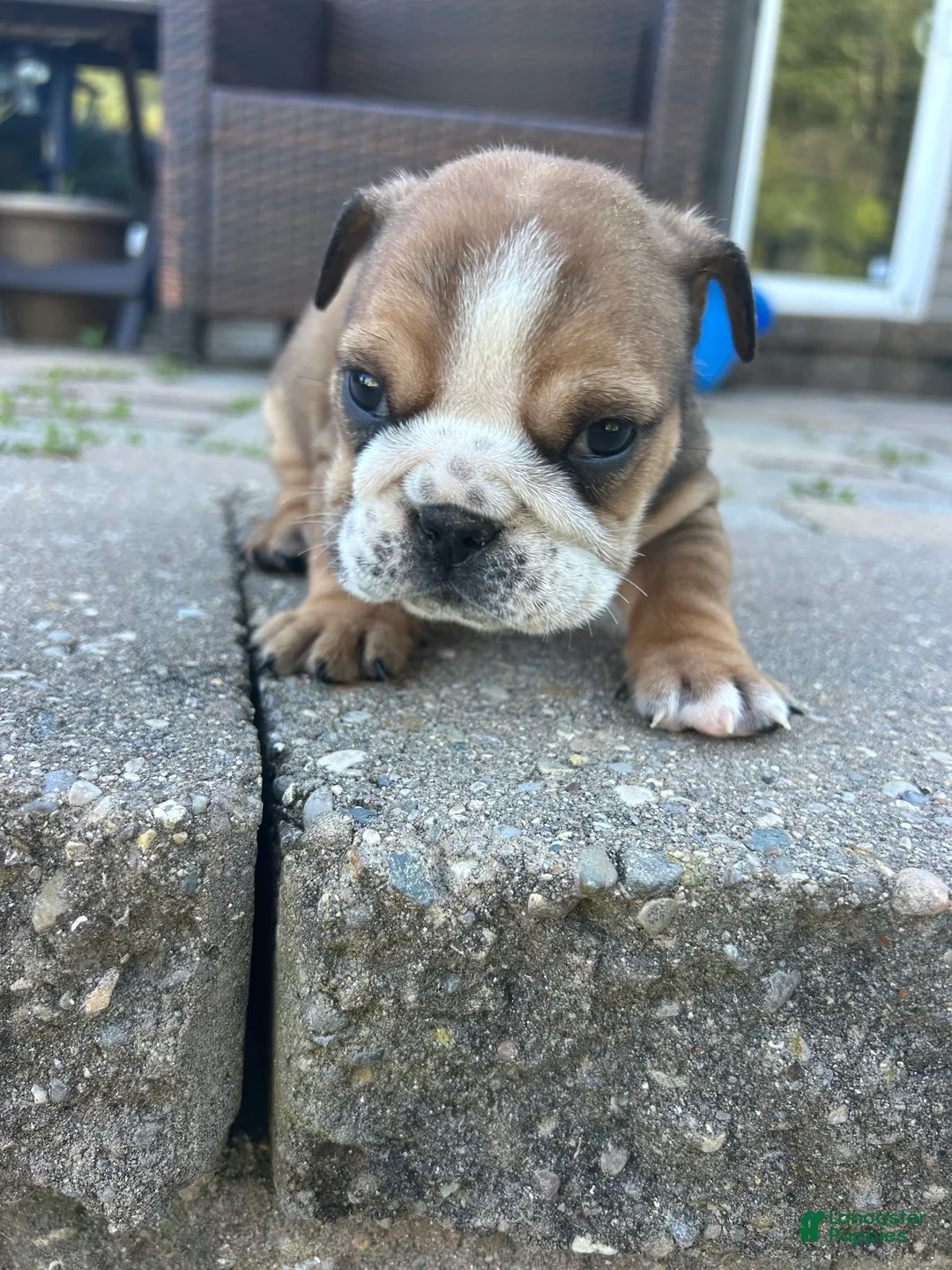 English Bulldog dogs for sale: Sophia - Ad 2