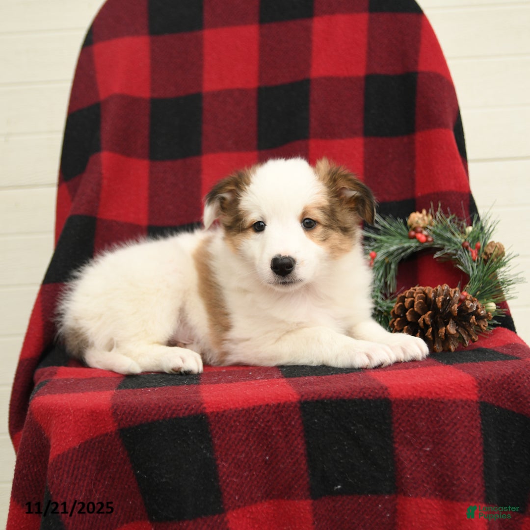 Mixed Breed dogs for sale: Palomino - Ad 2