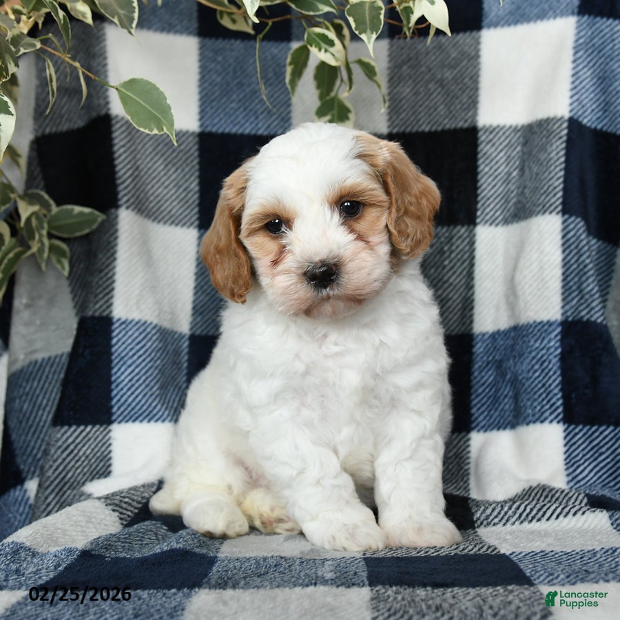 Mixed Breed dogs Oakley - Ad 1