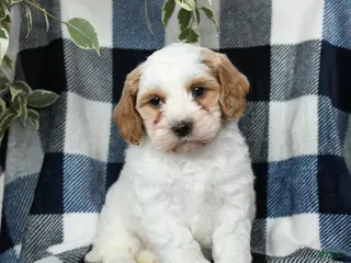 Mixed Breed dogs for sale: Oakley - Ad 1