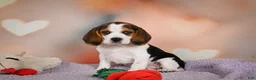Beagle dogs for sale: OPAL - Ad 1