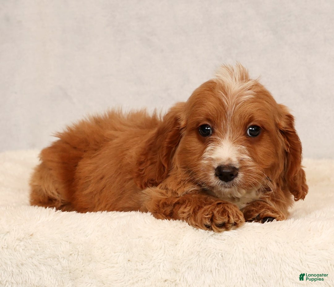 Mini Goldendoodle dogs for sale: Dylan - Ad 7