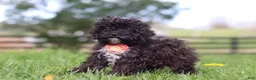 Miniature Poodle dogs for sale: Iris - Ad 5
