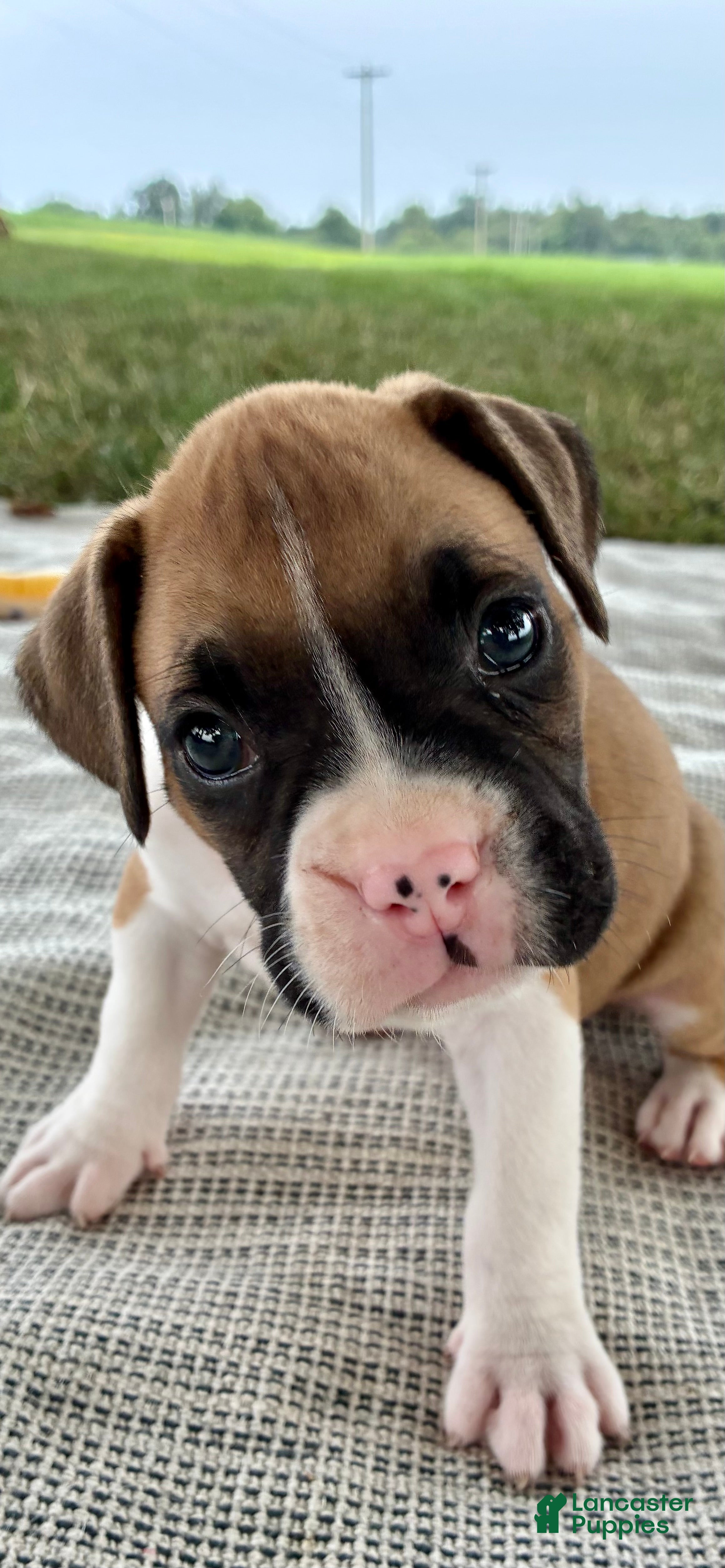 Boxer dogs Casey - Ad 2