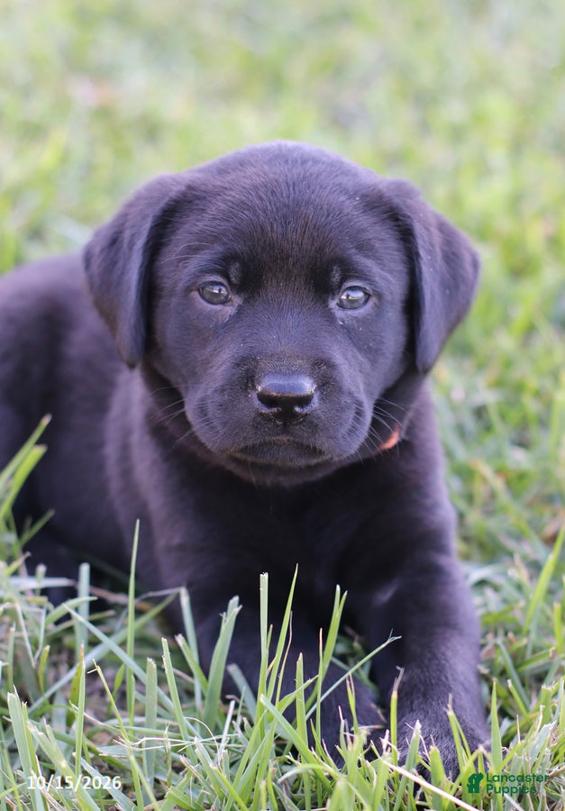 Labrador Retriever dogs Sapphire - Ad 2