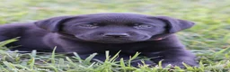 Labrador Retriever dogs for sale: Sapphire - Ad 2