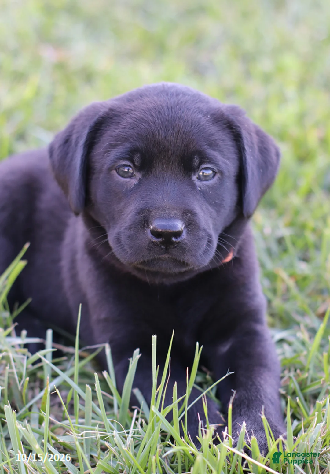 Labrador Retriever dogs for sale: Sapphire - Ad 2