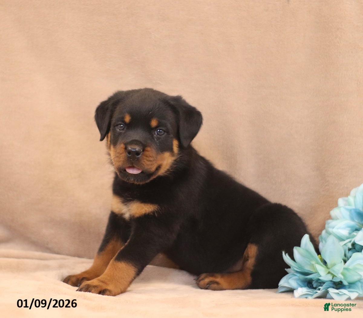 Rottweiler dogs Toby - Ad 19