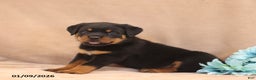 Rottweiler dogs for sale: Toby - Ad 1