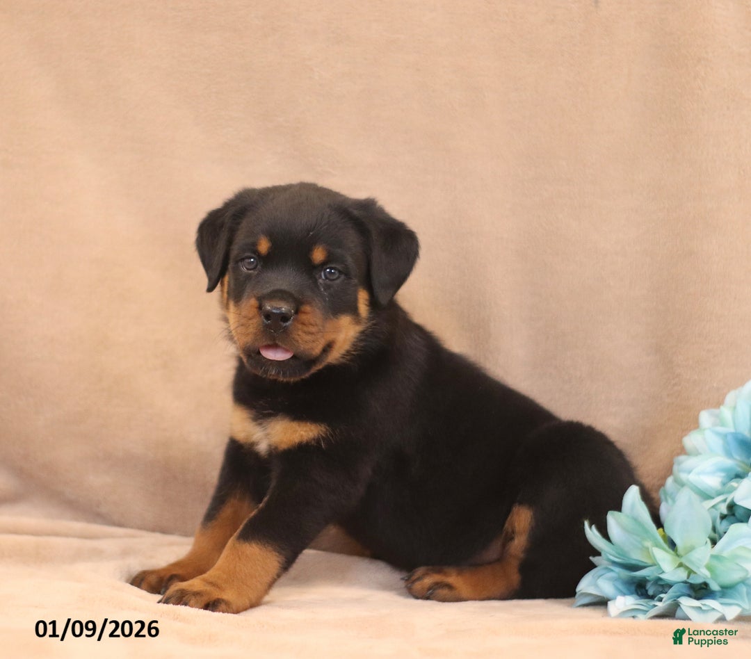 Rottweiler dogs for sale: Toby - Ad 1