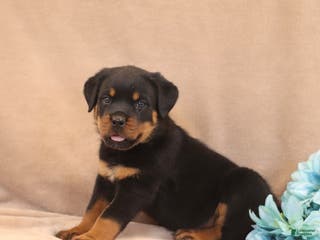 Rottweiler dogs Toby - Ad 10